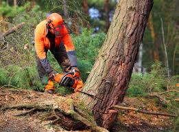 Best Tree Removal Services  in Petersburg, AK